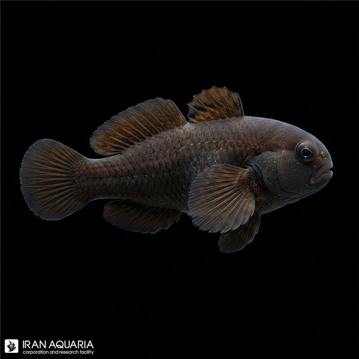گابیدون دلقک سیاه (Black Clown Goby)