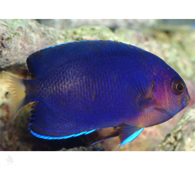 فرشته ماهی رویال پیگمی (Royal Blue Pygmy Angelfish)