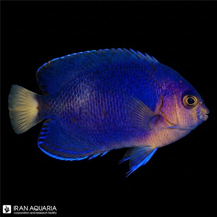 فرشته ماهی رویال پیگمی (Royal Blue Pygmy Angelfish)