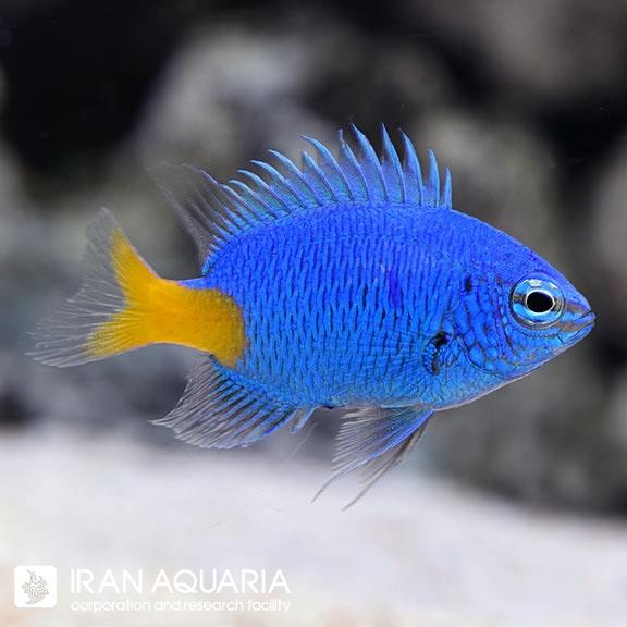 دامسل آزور دم زرد (Yellowtail Damselfish)