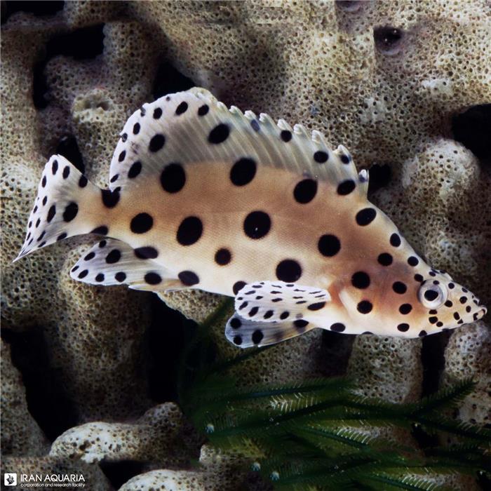 پنتر گروپر (Panther Grouper)