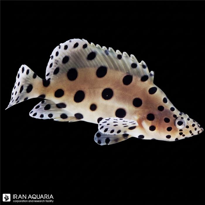 پنتر گروپر (Panther Grouper)