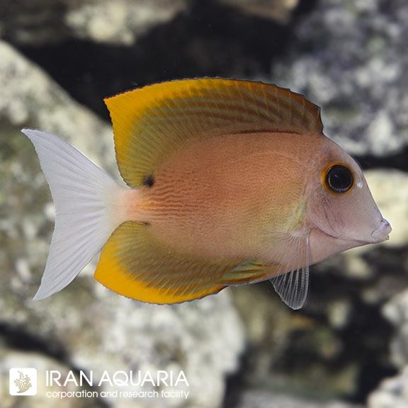 جراح تومینی بریستل توت (Bristletooth Tomini Tang)