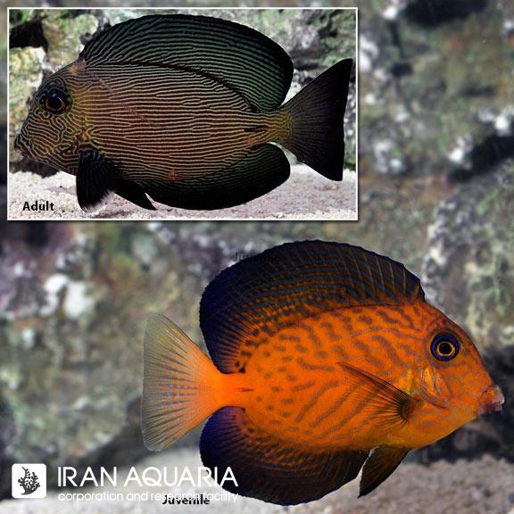 جراح چورون (Chevron Tang)