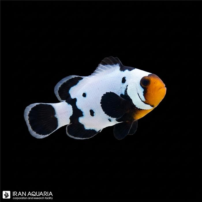 دلقک ماهی بلک فانتوم وارداتی (Black Phantom Clownfish)