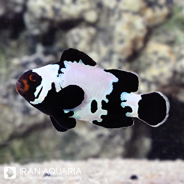 دلقک ماهی بلک اسنو فلیک (Black Snowflake Clownfish)