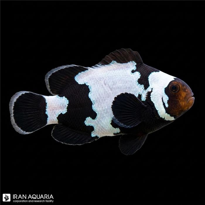 دلقک ماهی بلک اسنو فلیک وارداتی (Black Snowflake Clownfish)