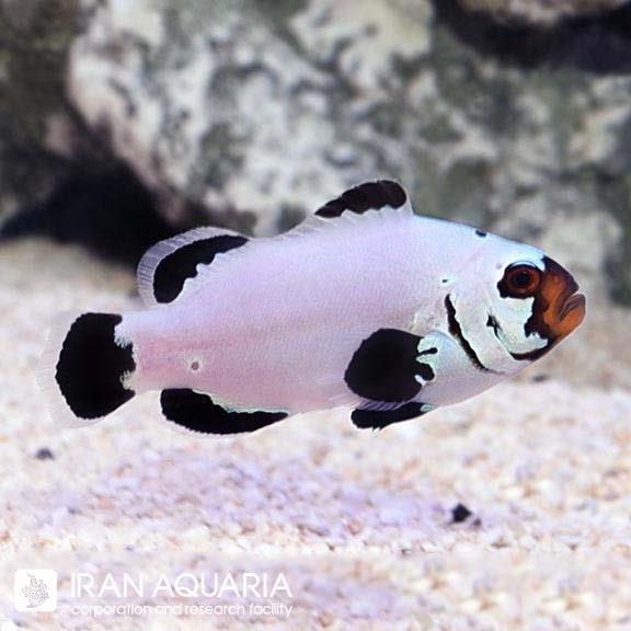 دلقک ماهی فراست‌ بایت (Frostbite Clownfish)