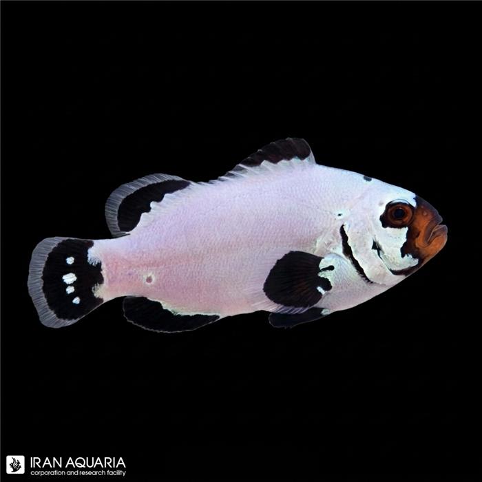 دلقک ماهی فراست‌ بایت وارداتی (Frostbite Clownfish)