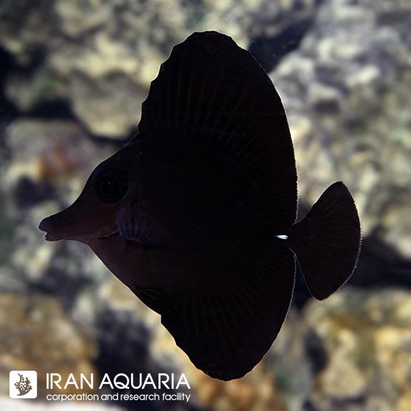 جراح مشکی لانگ نوز (Black Longnose Tang)