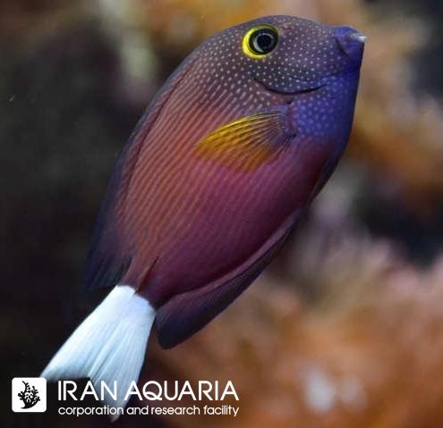 جراح بریستل توت دم سفید (White Tail Bristletooth Tang)