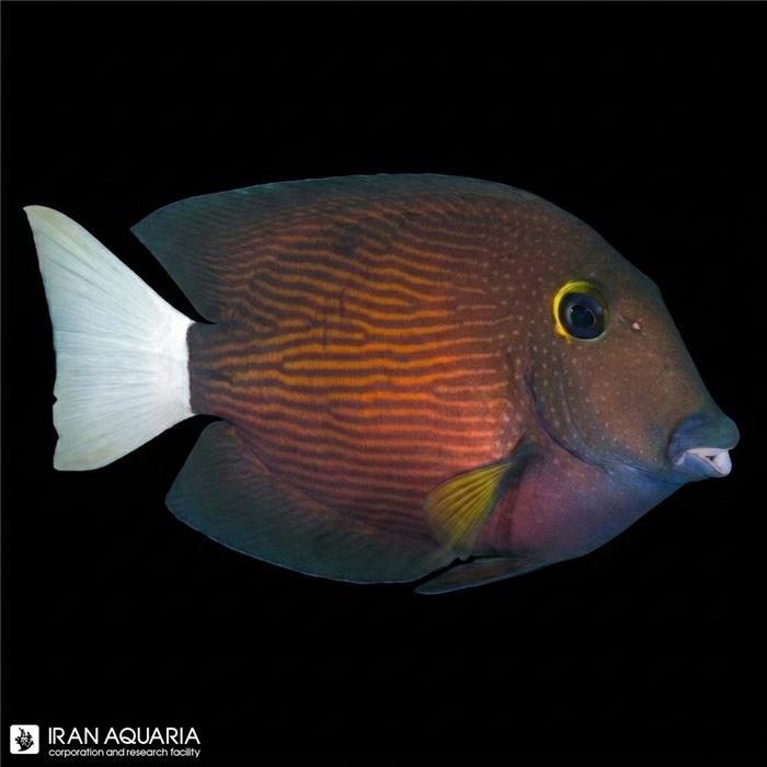 جراح بریستل توت دم سفید (White Tail Bristletooth Tang)
