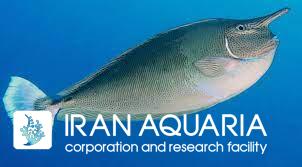 جراح یونیکورن آبی (Blue Unicorn Tang)