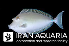 جراح یونیکورن پشت آبی (Bluespine Unicorn tang)