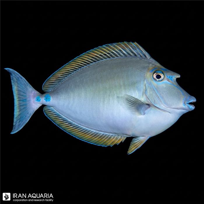 جراح یونیکورن پشت آبی (Bluespine Unicorn tang)