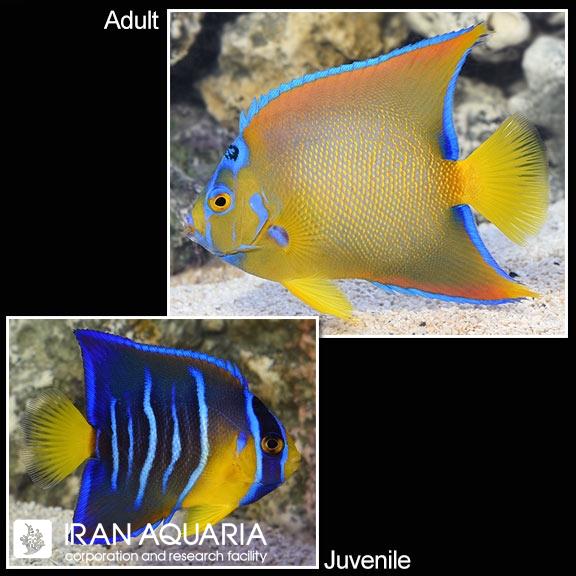 فرشته ماهی کوئین (Queen Angelfish)