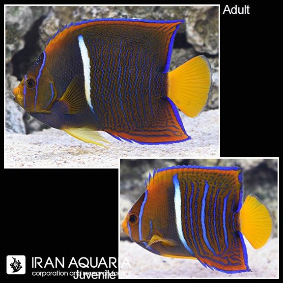 فرشته ماهی پاسر (Passer Angelfish)