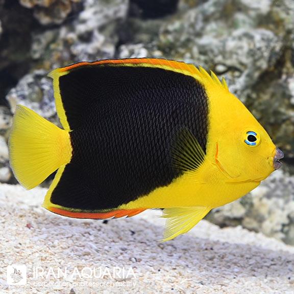 فرشته ماهی راک بیوتی (Rock Beauty Angelfish)
