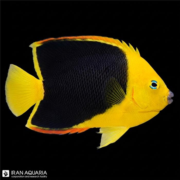 فرشته ماهی راک بیوتی (Rock Beauty Angelfish)