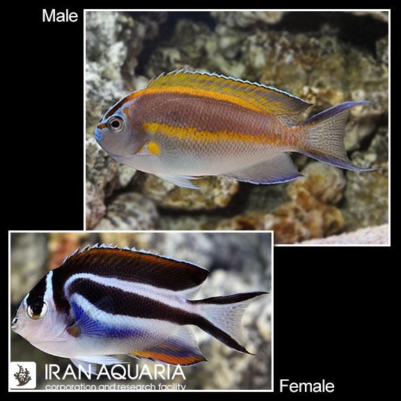 فرشته ماهی بلوس (Bellus Angelfish) 