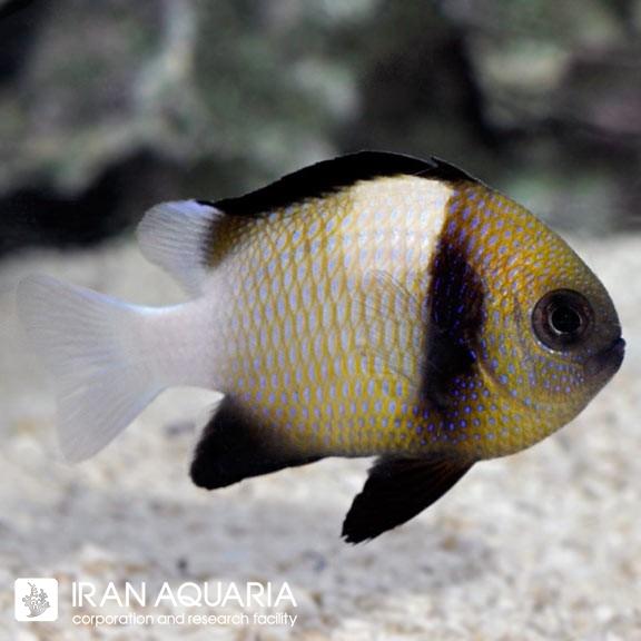 دامسل کلودی (Cloudy Damselfish)