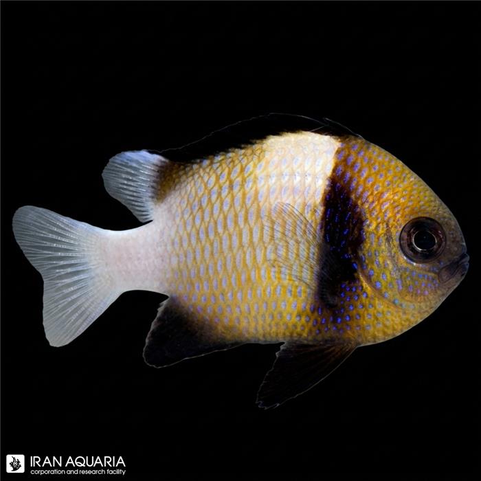 دامسل کلودی (Cloudy Damselfish)