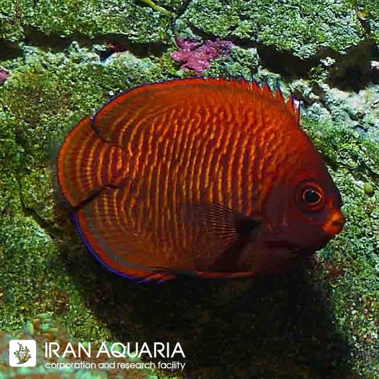 فرشته ماهی گلدن (Golden Angelfish)