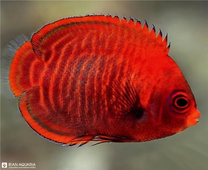 فرشته ماهی گلدن (Golden Angelfish)