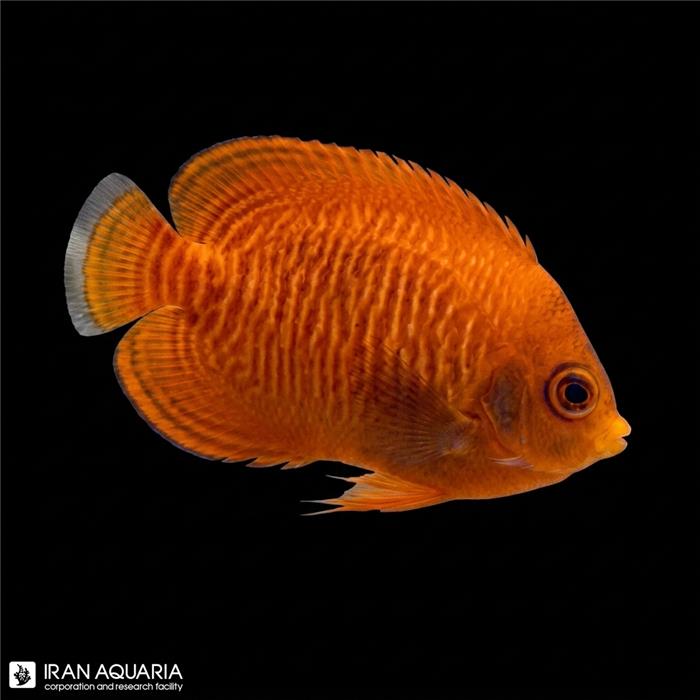 فرشته ماهی کوتوله طلایی (Golden Angelfish)