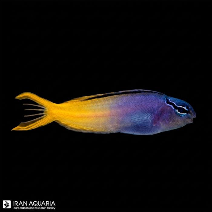 بلنی دم چنگالی (Forktail Blenny)