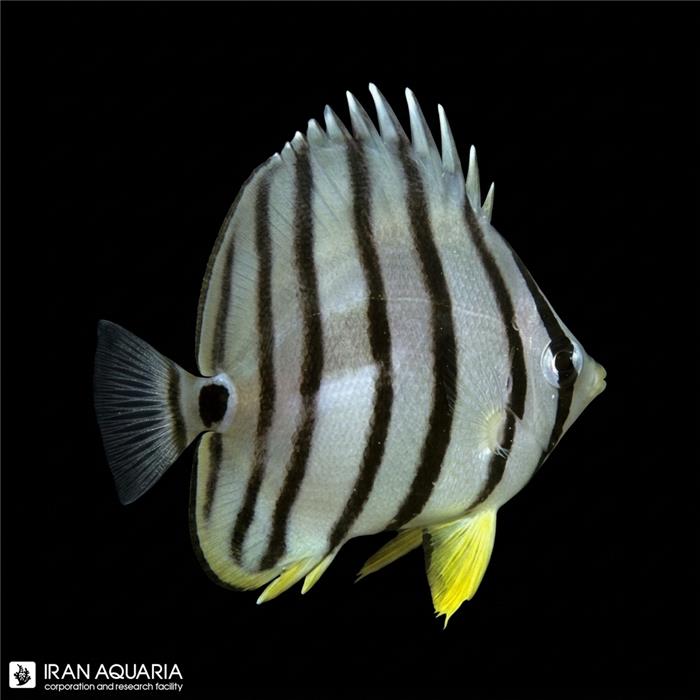 پروانه ماهی هشت خط (Eightband Butterflyfish)
