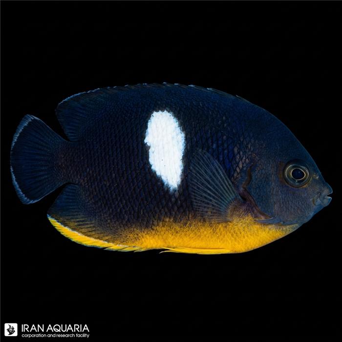 فرشته ماهی کی هول (Keyhole Angelfish)