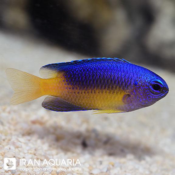 دامسل متالیک شکم زرد (Yellow Belly Damselfish)