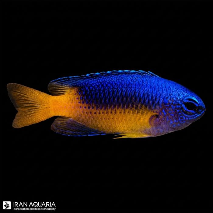 دامسل متالیک شکم زرد (Yellow Belly Damselfish)