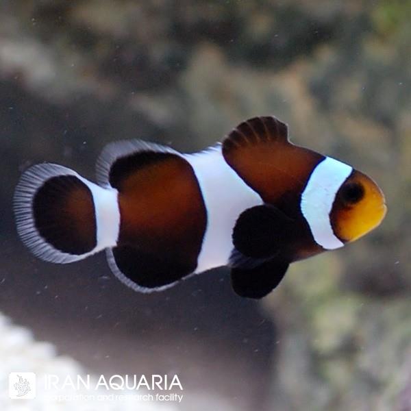 دلقک ماهی اسلاریس سیاه (Black Ocellaris Clownfish)