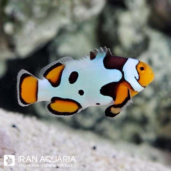 دلقک ماهی پیکاسو الترا گرید وارداتی(Picasso Clownfish)