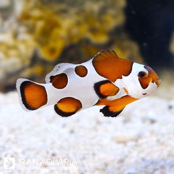 دلقک ماهی اورنج استورم (Orange Storm Clownfish)