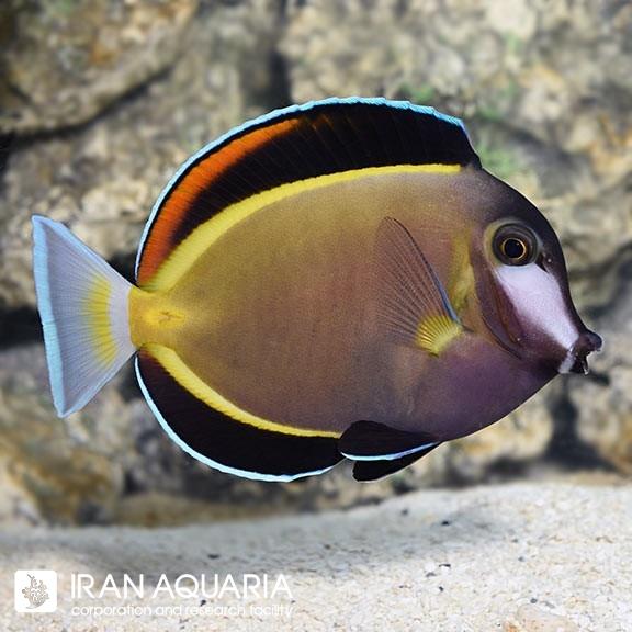 جراح ژاپنی (Japan Surgeonfish)