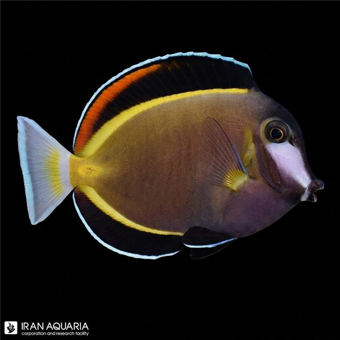 جراح ژاپنی (Japan Surgeonfish)