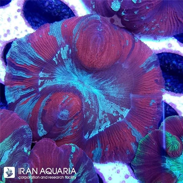 اپن برین (Open Brain) 