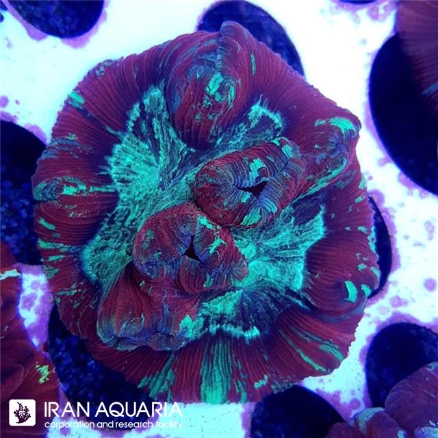 اپن برین (Open Brain) 