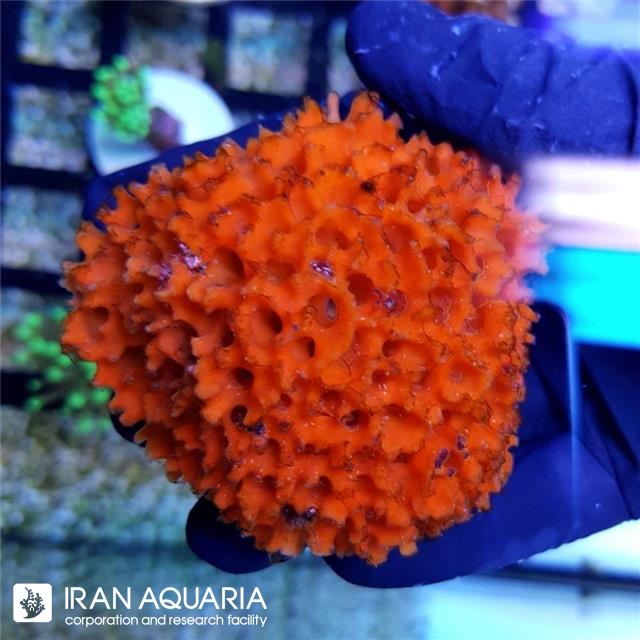 مرجان اسفنج نارنجی ( Orange sponge )
