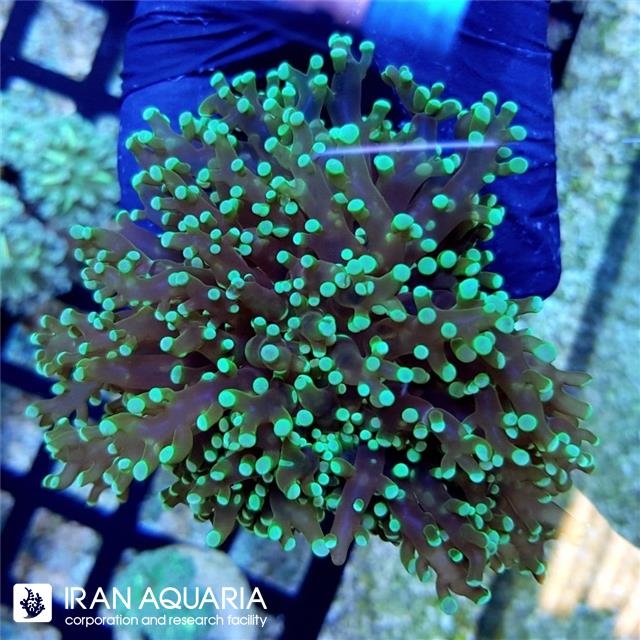 فراگ اسپان ( Frogspawn )