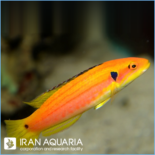 هاگ فیش زرد دو خال ( Twospot Slender Hogfish)