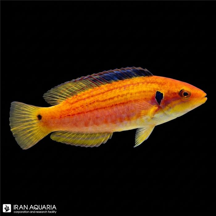 هاگ فیش زرد دو خال ( Twospot Slender Hogfish)