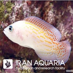 داتی بک خال قرمز (Red Spotted Dottyback)