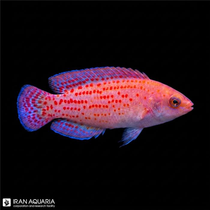 داتی بک خال قرمز (Red Spotted Dottyback)