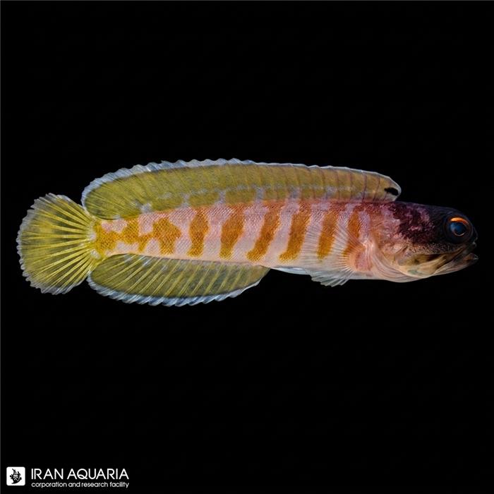 آرواره ماهی بلک کپ (Blackcap Jawfish)