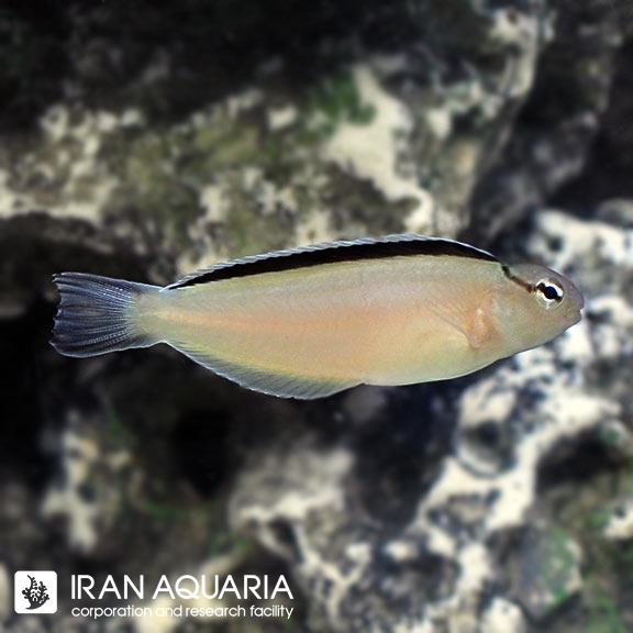 بلنی اسمیتی (Smith Blenny)