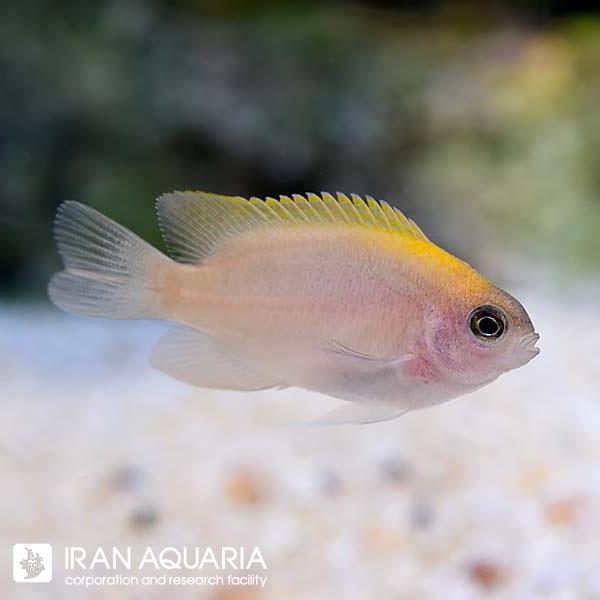  دامسل اسمیت (Smith's Damsel)